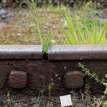 2024 Eisenbahnmuseum Kranichstein - Marc Clement: &quot;Natur im Stahl&quot;